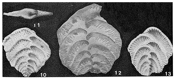 Zotheculifida lirata (Cushman & Jarvis, 1929) Zotheculifida lirata (Cushman & Jarvis, 1929)