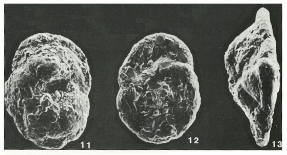 Insculptarenula texana (Cushman & Waters, 1927)