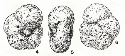 Portatrochammina eltaninae Echols, 1971