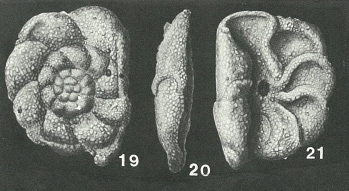 Rotaliammina mayori Cushman, 1924