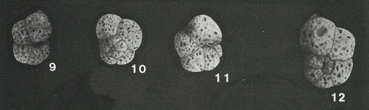 Trochamminella atlantica Parker, 1952