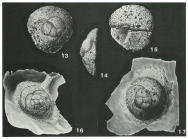 Trochamminella siphonifera Cushman, 1943
