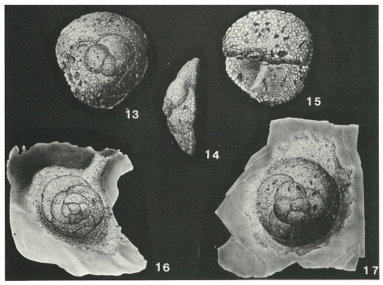 Trochamminella siphonifera Cushman, 1943 Trochamminella siphonifera Cushman, 1943