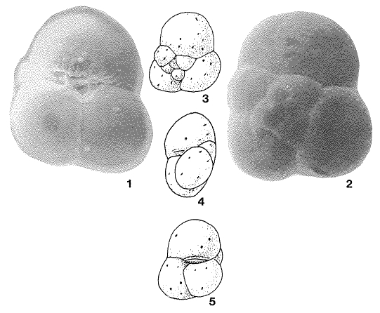 Pseudotrochammina triloba Frerichs, 1969