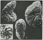 Sepetibaella sepetibaensis Brönnimann & Dias-Brito, 1982
