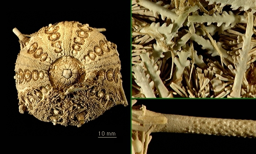 Ctenocidaris speciosa Ctenocidaris speciosa