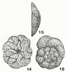 Asterotrochammina delicatula Bermúdez & Seiglie, 1963