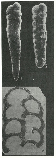 Prolixoplecta exilis (Cushman, 1936)