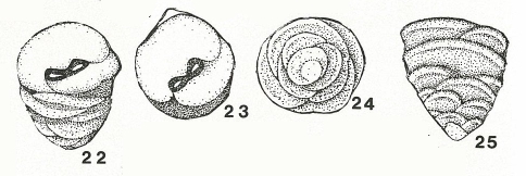 Duotaxis metula Kristan, 1957