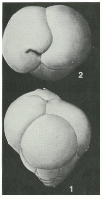 Eggerellina brevis (d'Orbigny, 1840)