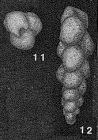 Verneuilinoides schizea (Cushman & Alexander, 1930)