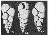 Paleogaudryina magharaensis Said & Barakat, 1958