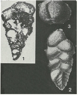 Gaudryina rugosa d'Orbigny, 1840 Gaudryina rugosa d'Orbigny, 1840