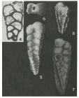 Siphogaudryina stephensoni (Cushman, 1928)