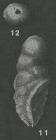 Pseudogaudryinella capitosa (Cushman, 1933)