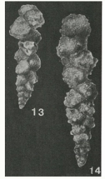 Gaudryinella delrioensis Plummer, 1931