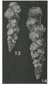 Gaudryinella delrioensis Plummer, 1931 Gaudryinella delrioensis Plummer, 1931