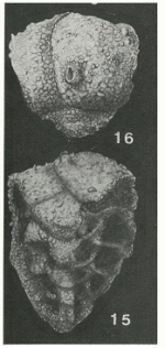 Barbourinella atlantica (Bermúdez, 1939)