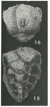 Barbourinella atlantica (Bermúdez, 1939) Barbourinella atlantica (Bermúdez, 1939)