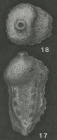 Sagrina rugosa d'Orbigny, 1840