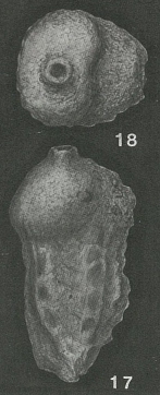 Sagrina rugosa d'Orbigny, 1840 Sagrina rugosa d'Orbigny, 1840