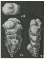 Bermudezina cubensis (Palmer & Bermúdez, 1936)