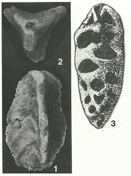 Tritaxia tricarinata (Reuss, 1844)