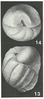 Arenobulimina preslii (Reuss, 1845)