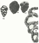 Sabulina sabulosa (Chapman, 1892)