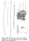 Raspailia (Raspailia) phakellopsis Hooper, 1991, Fig. 11
