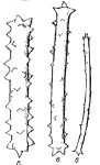 Lithoplocamia lithistoides Dendy, 1922, Pl. 14, Fig.6