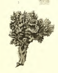 Axechina raspailioides Hentschel, 1912, Pl. XIV, Fig. 5