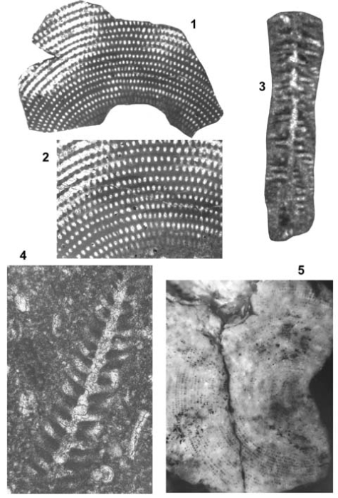 Dohaia planata Henson, 1948 Dohaia planata Henson, 1948