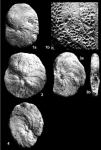 Chromista - Foraminifera (foraminifers)