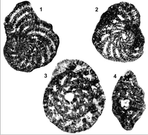 Pseudocyclammina powersi Redmond, 1964 Pseudocyclammina powersi Redmond, 1964