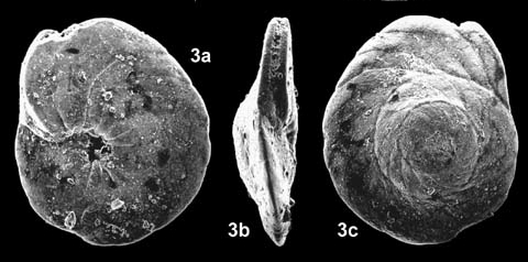 Coxites zubairensis Smout, 1956 Coxites zubairensis Smout, 1956