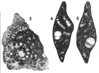 Coxites zubairensis Smout, 1956 Coxites zubairensis Smout, 1956