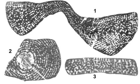 Cyclorbitopsella tibetica Cherchi, Schroeder & Zhang, 1984