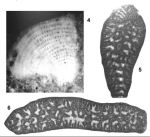 Dictyoconella complanata Henson, 1948 