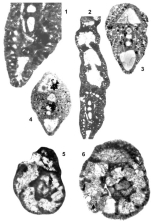 Pseudocyclammina kelleri Henson, 1948