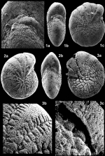 Fissoelphidium operculiferum Smout, 1955