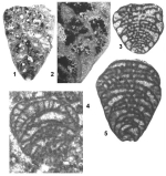 Gyroconulina columellifera Schroeder & Darmoian, 1977