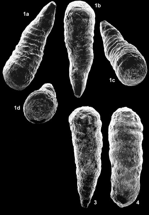 Kurnubia palastiniensis Henson, 1948 Kurnubia palastiniensis Henson, 1948