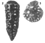 Kurnubia palastiniensis Henson, 1948
