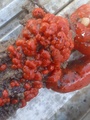 Tunicata (sea squirts)