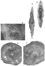 Lepidorbitoides minor (Schlumberger, 1902)