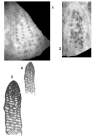 Lituonelloides compressus Henson, 1948