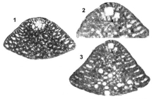 Mesorbitolina texana (Roemer, 1849)