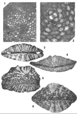 Orbitoides faujasii (Defrance, 1823)