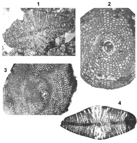 Orbitoides faujasii (Defrance, 1823)